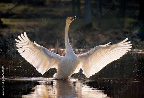 Fototapeta Naklejka Na Ścianę i Meble -  whooper swan spreading its wings