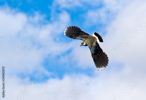 Foto lapwing in summer
