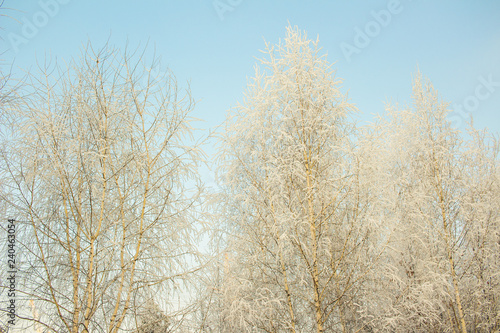 Snow covered frozen tree and sunny clean blue winter sky background