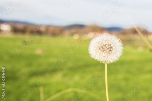 dandelion  fragile and volatile with the wind