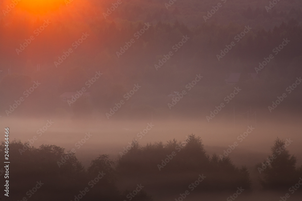 Sun rays over misty trees Sun rays over misty trees
