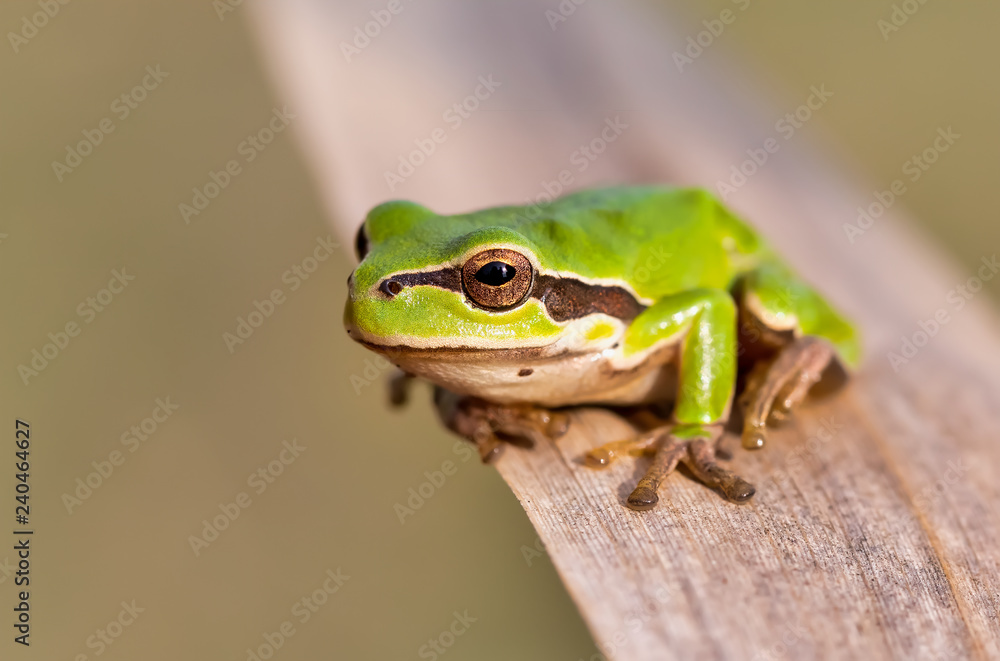 European tree frog (Hyla arborea formerly Rana arborea) small tree frog found in Europe. Hortobagy National Park, Hungary, puszta, UNESCO World Heritage Site European tree frog (Hyla arborea formerly Rana arborea) small tree frog found in Europe. Hortobagy National Park, Hungary, puszta, UNESCO World Heritage Site