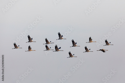 flying flock of Common Crane on lake, migration in the Hortobagy National Park, Hungary, puszta is famouf ecosystems in Europe and UNESCO World Heritage Site