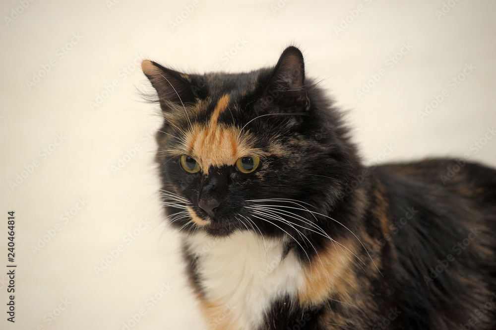 beautiful three-colored cat on a light background