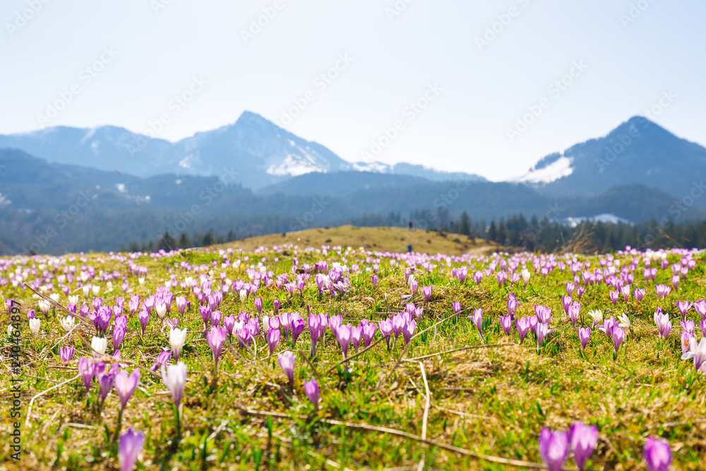 Obraz premium close up on wild crocos in purple and white on famous Mountain Heuberg with snow covered Alps in the background