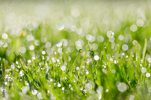 green grass with morning dew and backlight, low focus