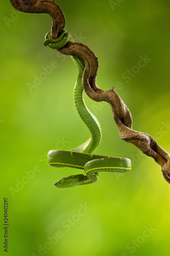 Bothriechis lateralis is a venomous pit viper species found in the mountains of Costa Rica and western Panama © Milan