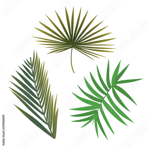 Tropical Plant Leaf Set. Realistic palm leaves.