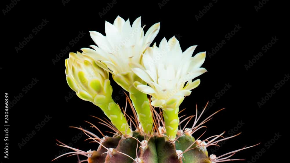 Time-Lapse of Cactus Flowers Blooming on Black Background. Opening White Gymnocalycium Flower buds with three blossoms. Time-Lapse of Cactus Flowers Blooming on Black Background. Opening White Gymnocalycium Flower buds with three blossoms.
