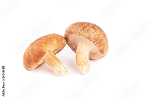 Japanese mushrooms on white