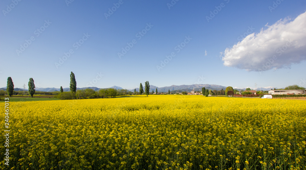 The yellow landscape