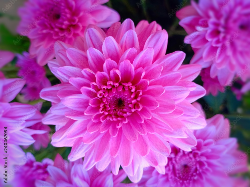 Pink flower vol.1 Pink flower vol.1