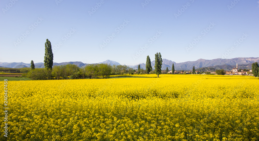 Obraz premium The yellow landscape