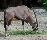 Oryx gazelle. Latin name - Oryx gazella gazella