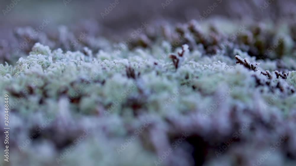 frost covered moss and heather floor covering on a hill in the cairngorms national park during a cold December morning in Scotland. frost covered moss and heather floor covering on a hill in the cairngorms national park during a cold December morning in Scotland.