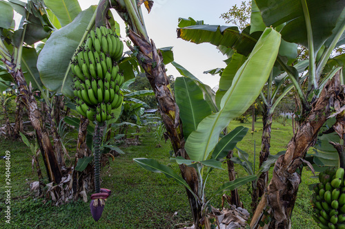 plantation de bananiers