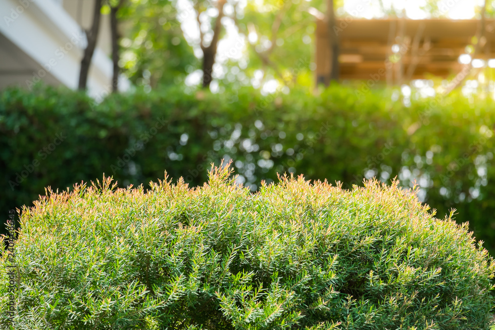 Shrubs green with green leaves bokeh background, afternoon bright. Shrubs green with green leaves bokeh background, afternoon bright.