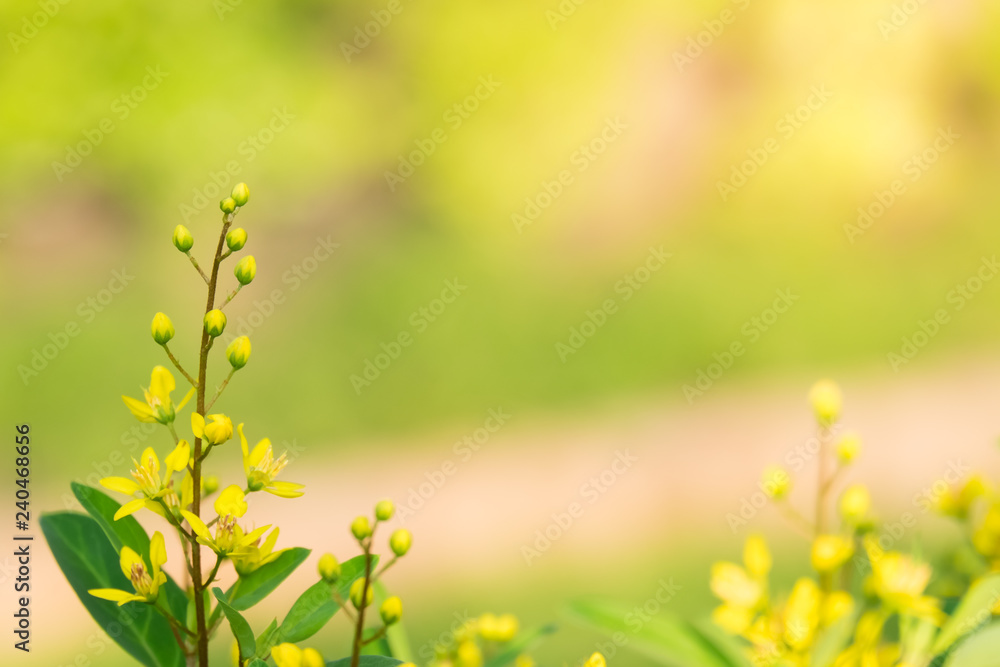 yellow flower with green background, afternoon bright, blank space for text. yellow flower with green background, afternoon bright, blank space for text.