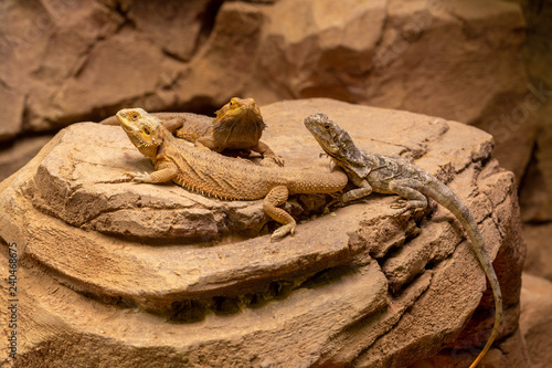 Two bearded dragons and one Frilled lizard lying on a rock in a terrarium photo