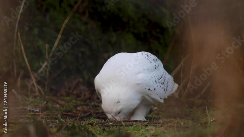 snowy owl eating against a dark background during winter, December in Scotland.