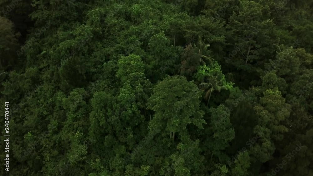 4K aerial view over an amazing rain forest, flying above rain forest with hills and lush trees. 4K drone video, rain forest landscape 4K aerial view over an amazing rain forest, flying above rain forest with hills and lush trees. 4K drone video, rain forest landscape