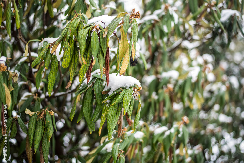 The green leaves of a large bush are covered with snow and frozen from strong frost The green leaves of a large bush are covered with snow and frozen from strong frost