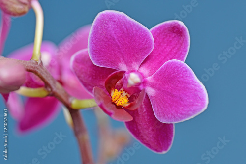 Fuchsia Phalaenopsis Orchid	