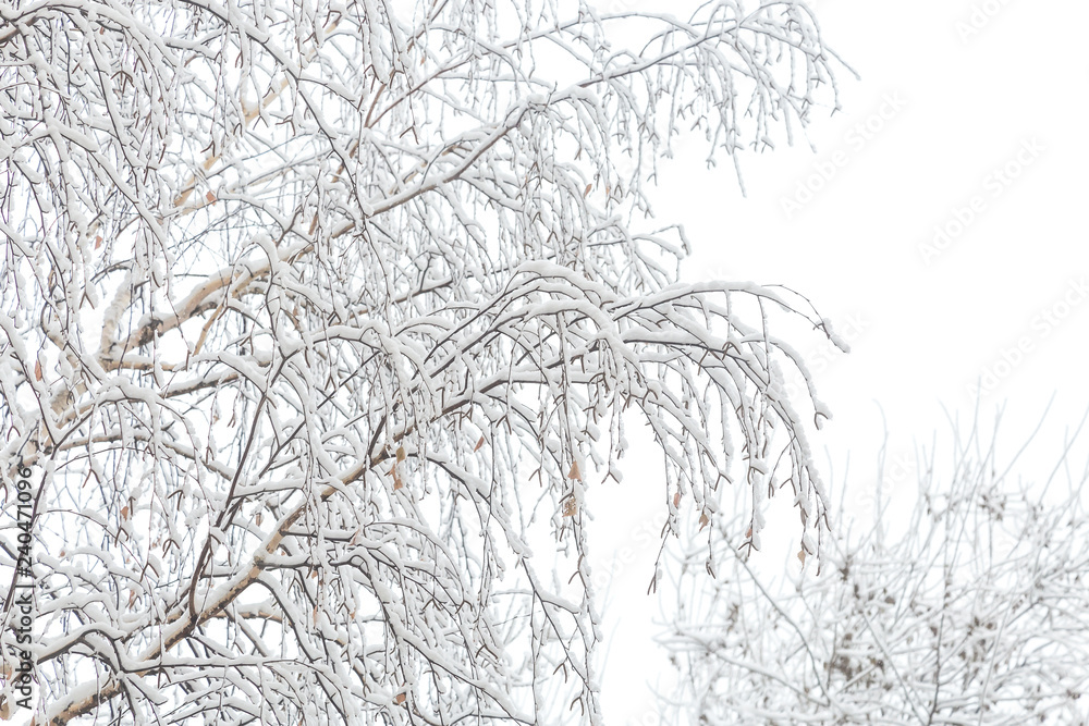Natural winter snow background. Birch tree branches in the snow in cloudy weather Natural winter snow background. Birch tree branches in the snow in cloudy weather