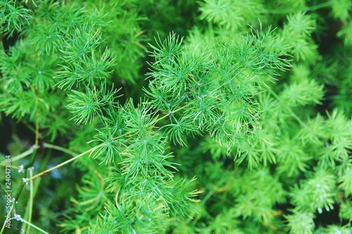 Green Leaves background