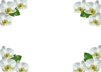 Frame made of orchids flower isolated on white background. Top view, flat lay, copy space