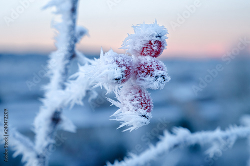Red berries covered with ice on a branch in a winter park