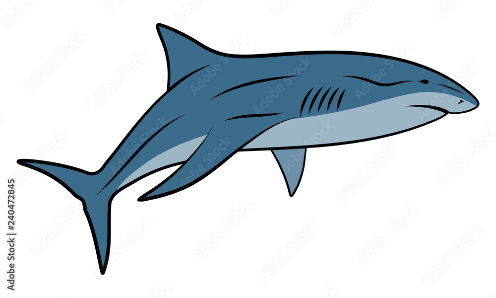 Vector illustration of shark isolated on white background Vector illustration of shark isolated on white background