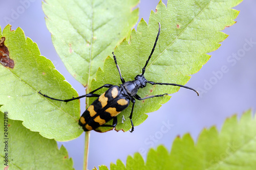 Four-banded, longhorn, beetle or longicorn,  Leptura quadrifasciata photo