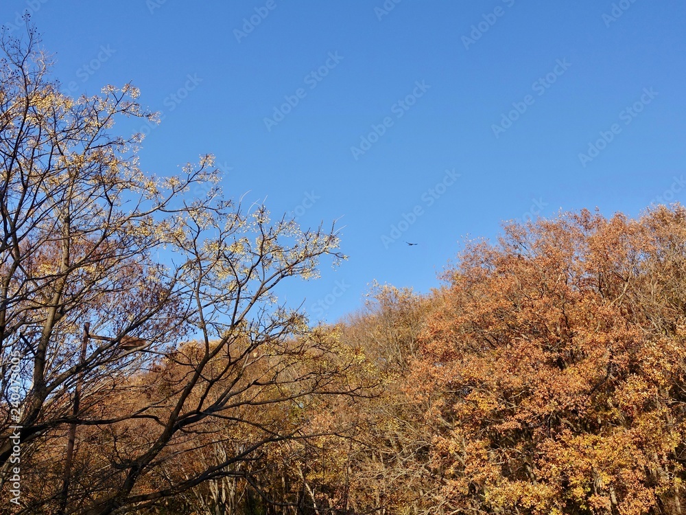 Fototapeta premium 冬の雑木林