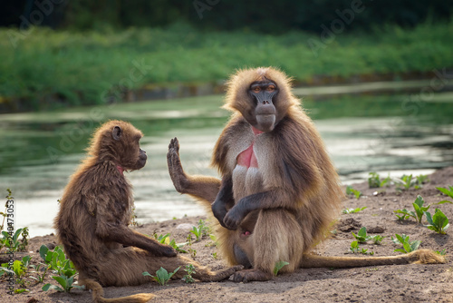 Monkey gelada, Theropithecus gelada, the bleeding-heart monkey, gelada baboon. Male and female photo