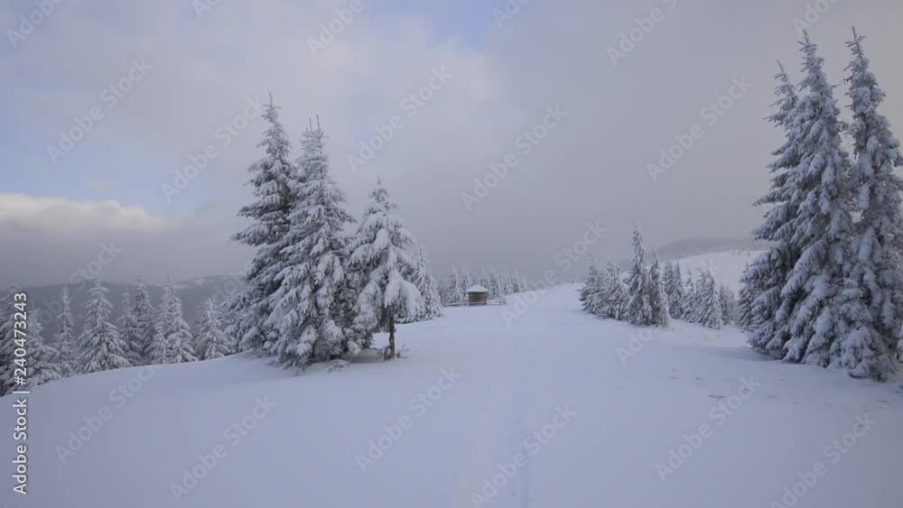 Fantastic winter landscape with snowy trees. Carpathians, Ukraine, Europe