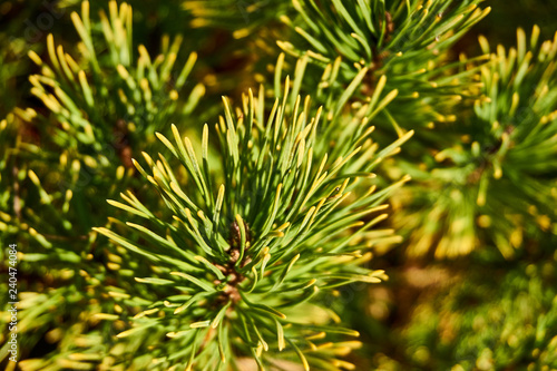 Pinus mugo Ophir dwarf pine branch in golden sunlight on a blurred background of branches. Close-up. Autumn sunny day. The tips of the needles are cast in gold. Nature concept for design.