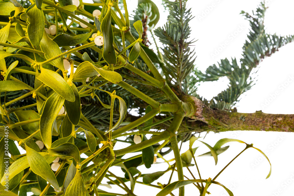 Fototapeta premium mistletoe viscum album growing on a fir branch