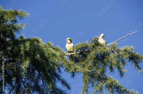 monk parakeet quaker parrot cotorra argentina photo