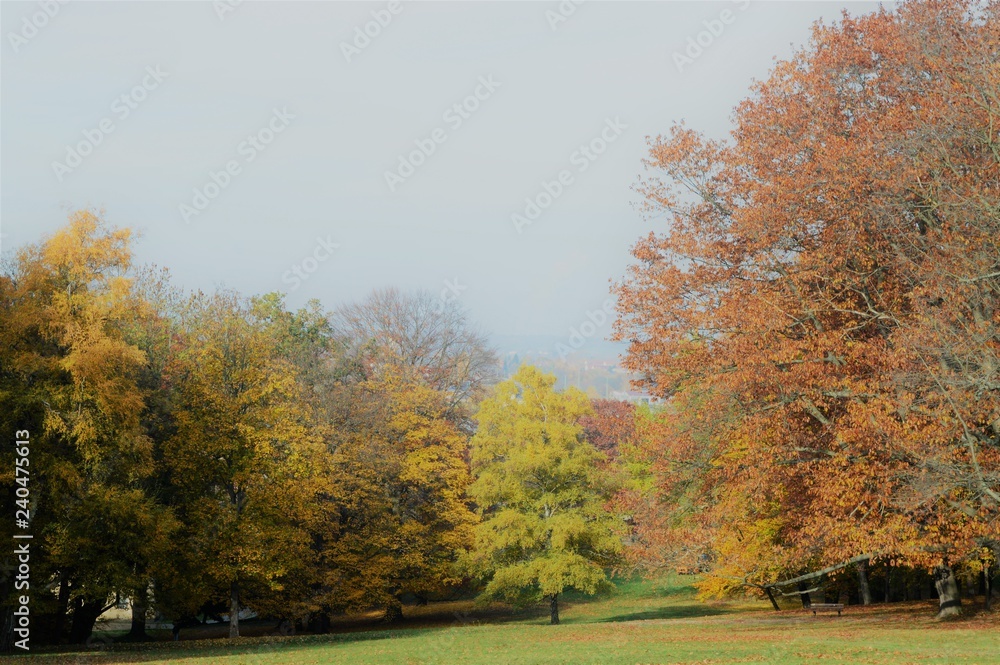 autumnal park landscape with colorful foliage on the trees