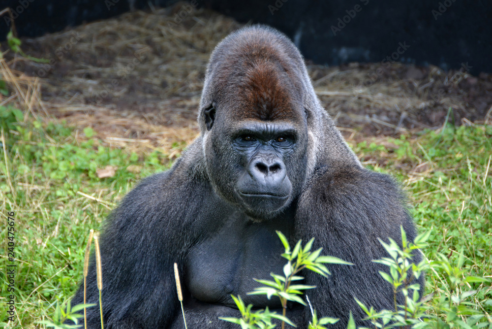 Portrait of a dominant male gorilla. Big adult ape sits in a grass and looks in a distance. African wildlife. Silverback gorilla.