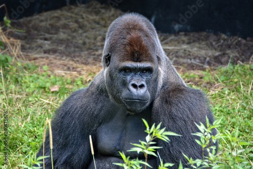 Portrait of a dominant male gorilla. Big adult ape sits in a grass and looks in a distance. African wildlife. Silverback gorilla.