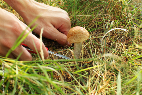 Detail on young woman hands picking young scaber stalk mushroom from forest grass with red pocket knife.