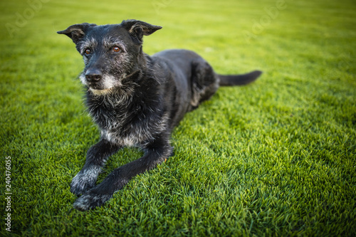 Portrait of a black dog resting after running fast outdoors, shallow DOF, sharp focus