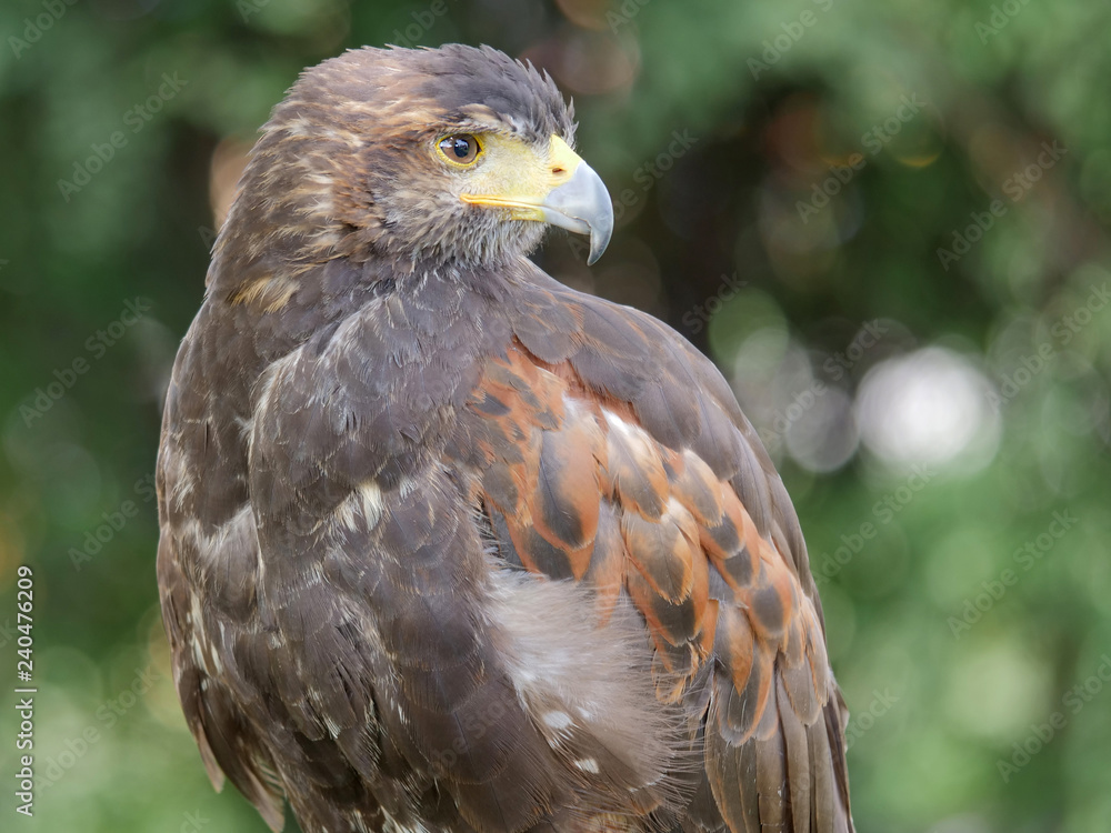 Fototapeta premium Harris's hawk. Parabuteo unicinctus. Bird of prey