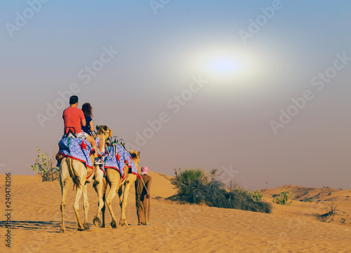 Spring sunset camel safari on sand dunes