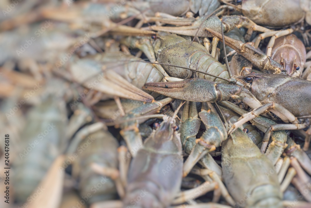 Crawfish. Cancer. Cooked crabs for food. Selective Focus. Crawfish. Cancer. Cooked crabs for food. Selective Focus.