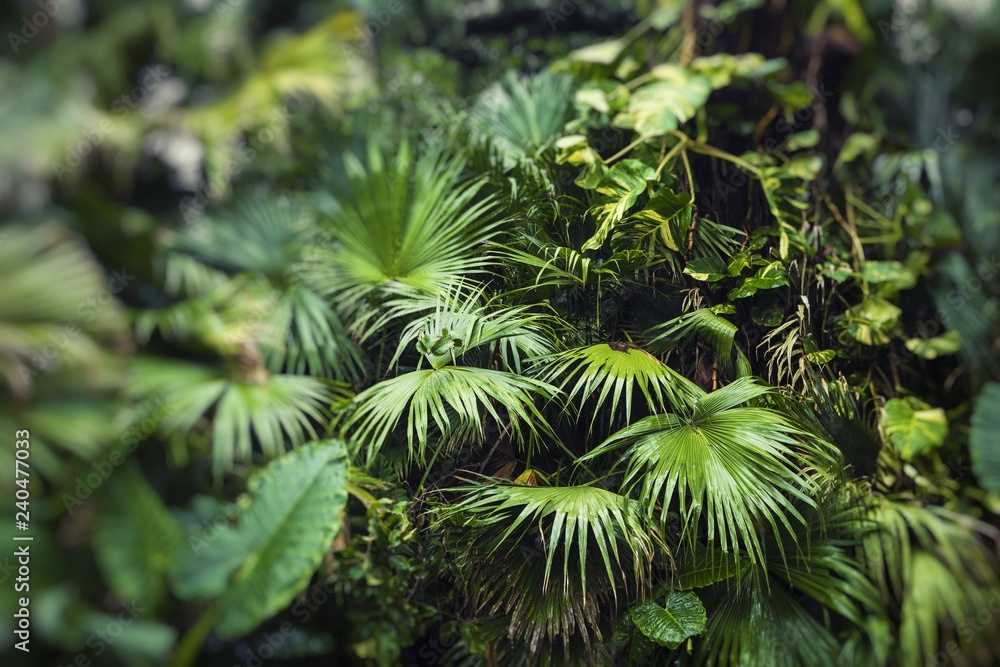 Beautiful palm leaves of tree in sunlight. Selective focus. Beautiful palm leaves of tree in sunlight. Selective focus.