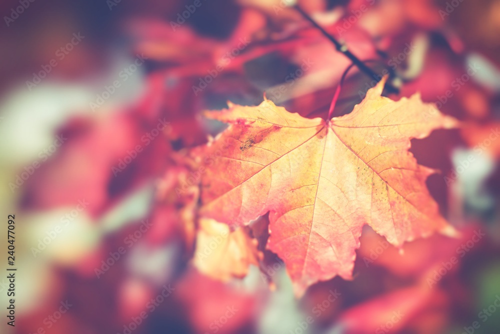 Autumn leaves in beautiful fall park. Selective Focus. Autumn leaves in beautiful fall park. Selective Focus.