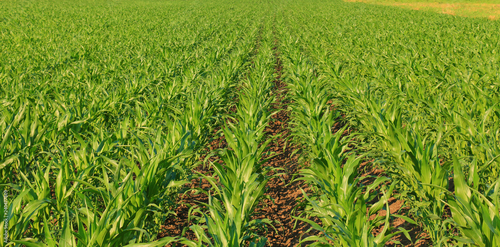 green Corn Field green Corn Field